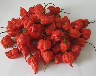 20 chilli seeds CAROLINA REAPER SEMILLAS 100% garantizadas