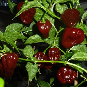 HABANERO SCHOKOLADE 20 SAMEN Chilisamen 100 % garantiert sehr scharfes Chili