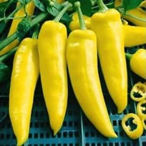 Puede incluir: Primer plano de varios pimientos amarillos brillantes con tallos verdes. Los pimientos son alargados y ligeramente curvados, con una superficie lisa y brillante. Algunos pimientos están enteros, mientras que otros están en rodajas, revelando las semillas. Los pimientos están dispuestos sobre una superficie azul.