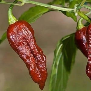 BHUT JOLOKIA CHOCOLATE ghost chili pepper seed 20 seeds