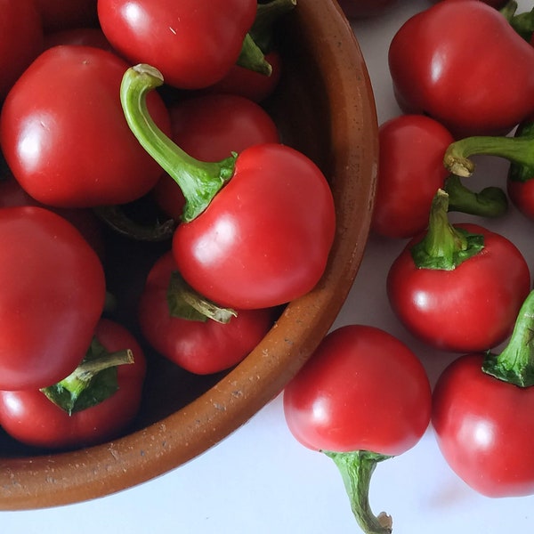 KIRSCHBOMBE 30 SAMEN Samen Pfeffer-Chili-Kugel sehr scharf