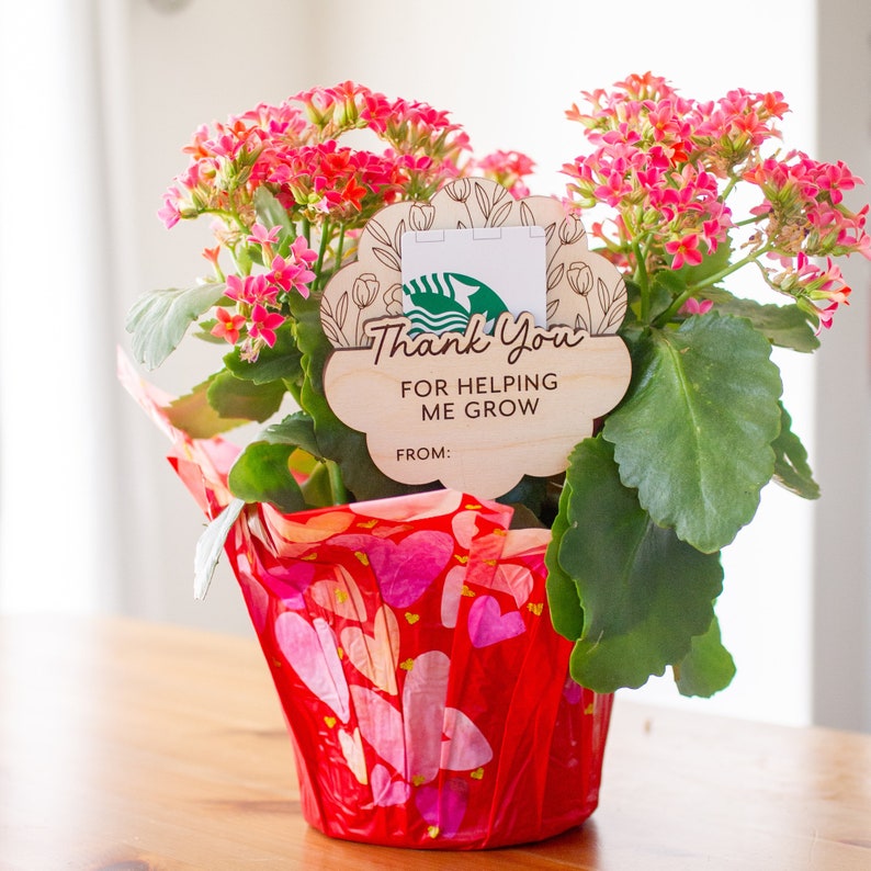 May include: A potted kalanchoe plant with vibrant pink flowers and large green leaves. The plant is wrapped in red paper with heart patterns. A wooden tag with the text "Thank You For Helping Me Grow" and a Starbucks logo is attached.