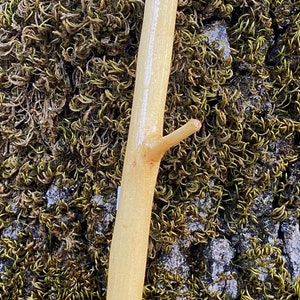 Walking stick, hiking, natural maple, man woman, cane, varnished natural wood, 111cm, shepherd&#39;s stick, origin France, christmas