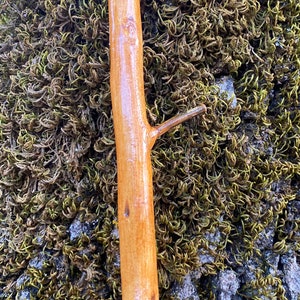 Baton de marche, laurier naturel, Randonnée, homme femme, canne, bois naturel verni, 116cm, baton de berger, origine France, noël