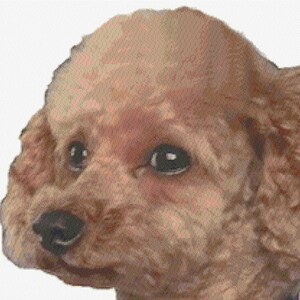 Tiger the Poodle Cross Stitch Pattern: Large Size (Digital Download)