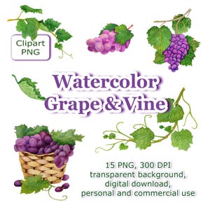 Watercolor Grapes Clipart PNG, Grape Vine Illustration, Vineyard Fruit Basket, 15 Hand Painted PNG, 300 DPI Transparent Background