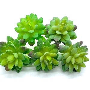 Faux Succulents - Sedum Compressum [5 Pack]