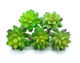 Faux Succulents - Sedum Compressum [5 Pack]