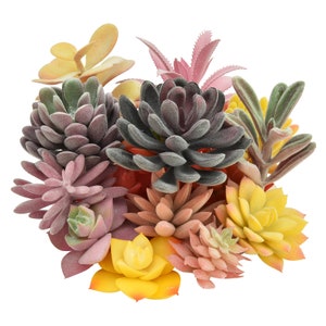 May include: A collection of artificial succulent plants in various shades of green, pink, yellow, and purple. The succulents are arranged in a cluster, creating a realistic and vibrant display.