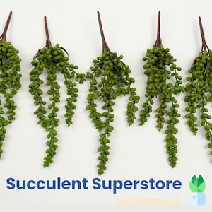 May include: Five sprigs of artificial succulent greenery with long, trailing stems and small, round, green leaves. The stems are a dark reddish-brown color. The text "Succulent Superstore by thatswut" is at the bottom of the image.