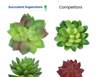 crassula succulents Crassula Ivory Towers Crassula Conjuncta Succulent For Sale 2 inch / Clay Pot by Succulents Box