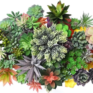 50 Pack: Assorted Realistic Faux Succulents - Bulk Aloe Plants
