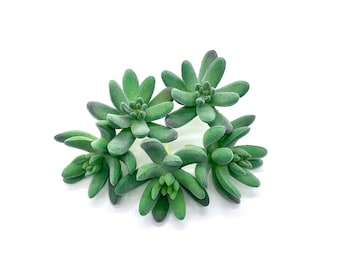Faux Succulents - Crasulla Rogersi [5 Pack]