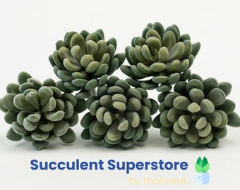 Faux Succulents -Green Crassulla Rogersii [5 Pack]