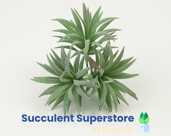 Faux Air Plant: Artificial Tillandsia With Pale Green Leaves, Fake Air Plant,  Stricta 8.5 Inch Long 