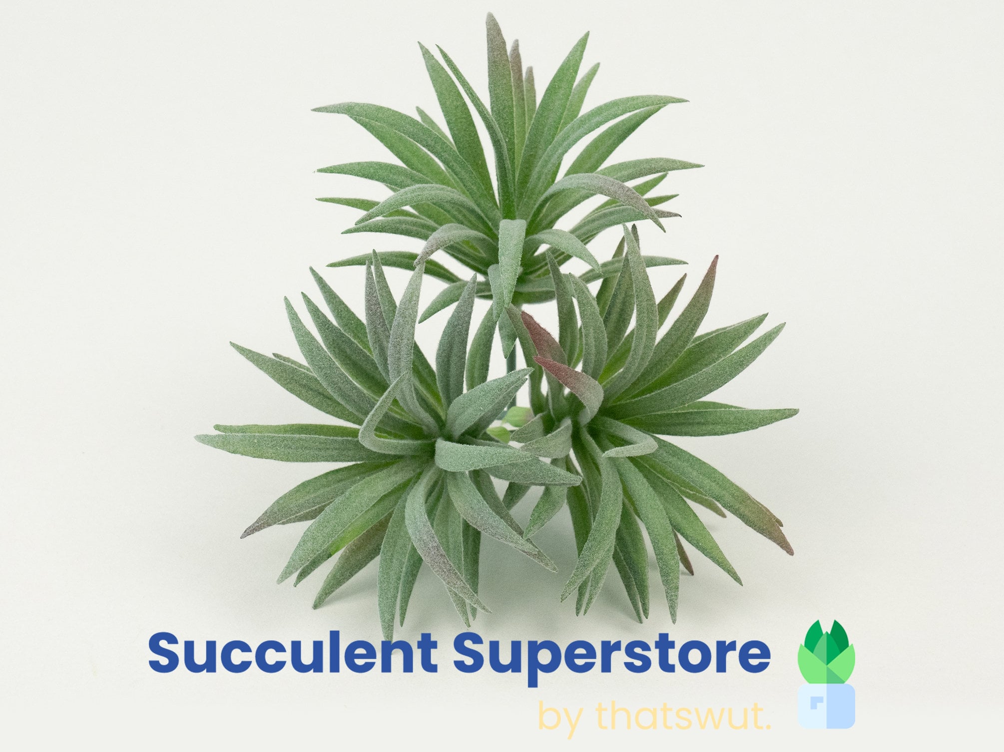 Faux Tillandsia artificial air plant faux air plant artificial airplant –  Palm Bungalow