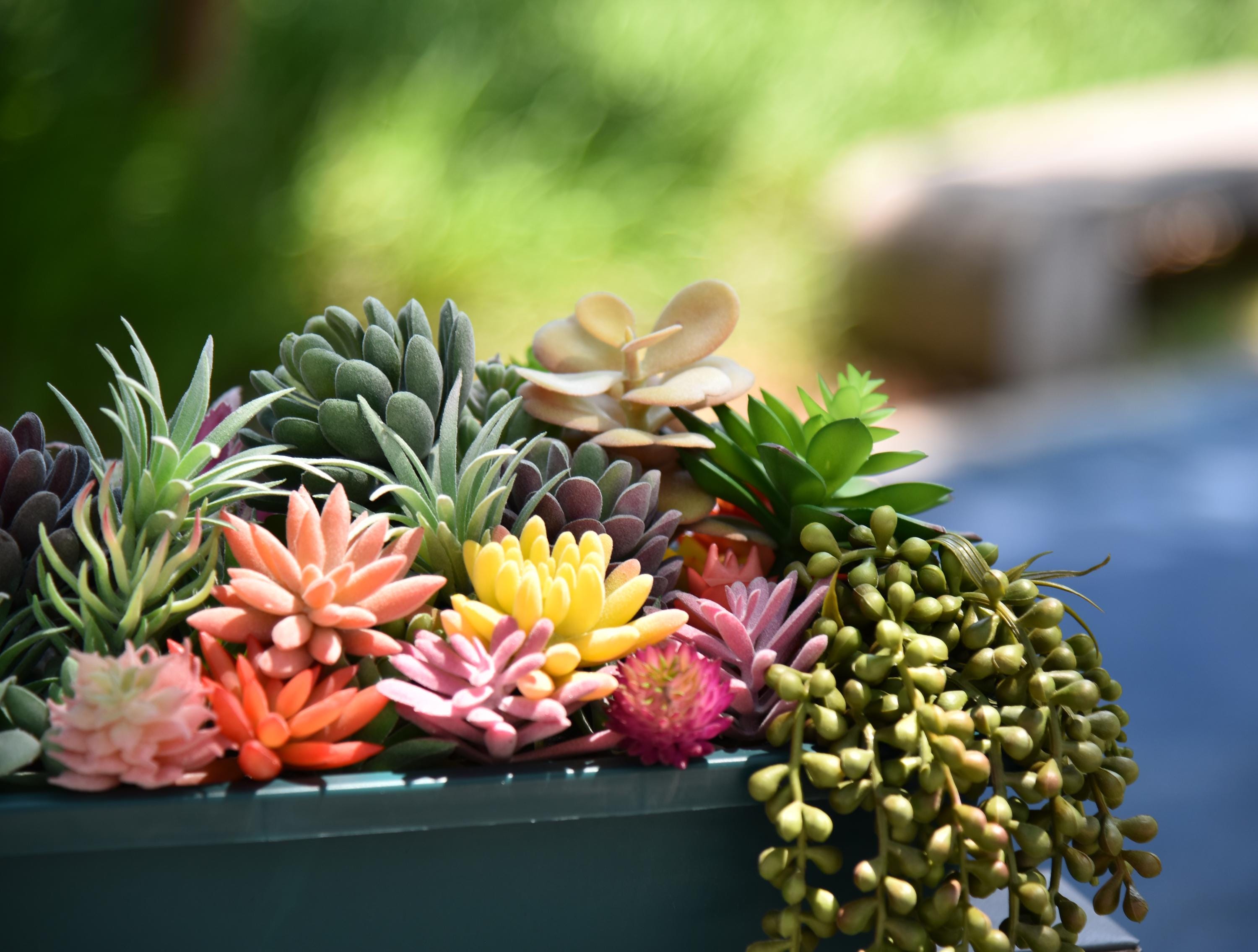 50 Pack: Assorted Realistic Faux Succulents - Bulk Aloe Plants - Etsy