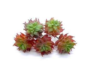 Faux Succulents - Echevaria Monroe [5 Pack]