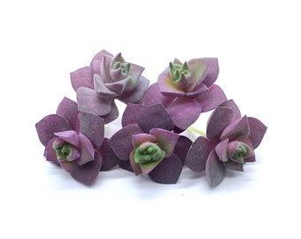 Faux Succulents - Graptopetalum Superbum [5 Pack]