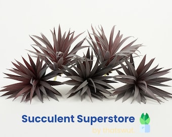 Faux Succulents - Tillandsia Harrisii [5 Pack]