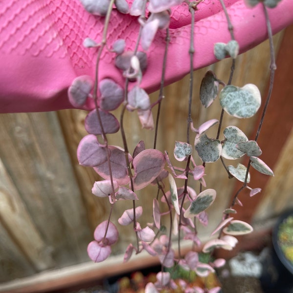Ceropegia woodii (strings of hearts variegated)