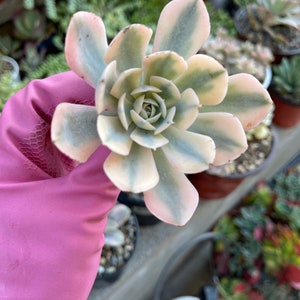 Echeveria runyonii - Etsy 日本