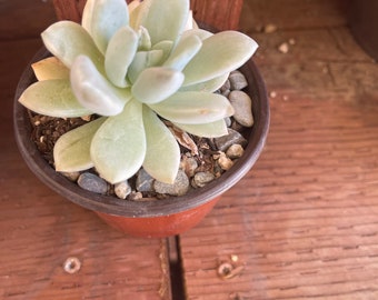 Graptoveria opalina variegated