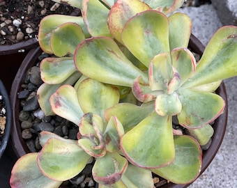 Echeveria puesta de sol de invierno abigarrada una cabeza