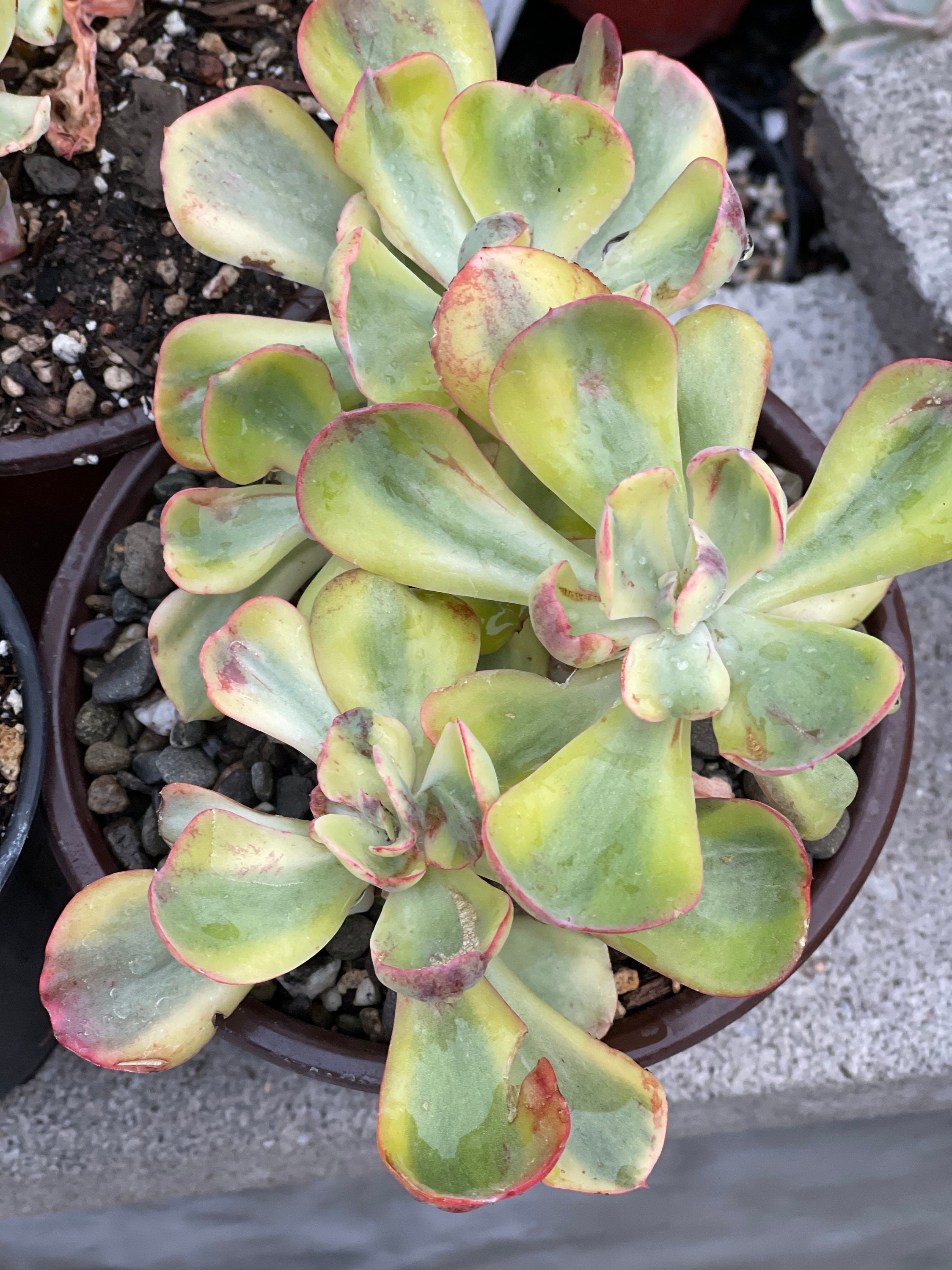 Echeveria Winter Sunset Variegated One Head - Etsy