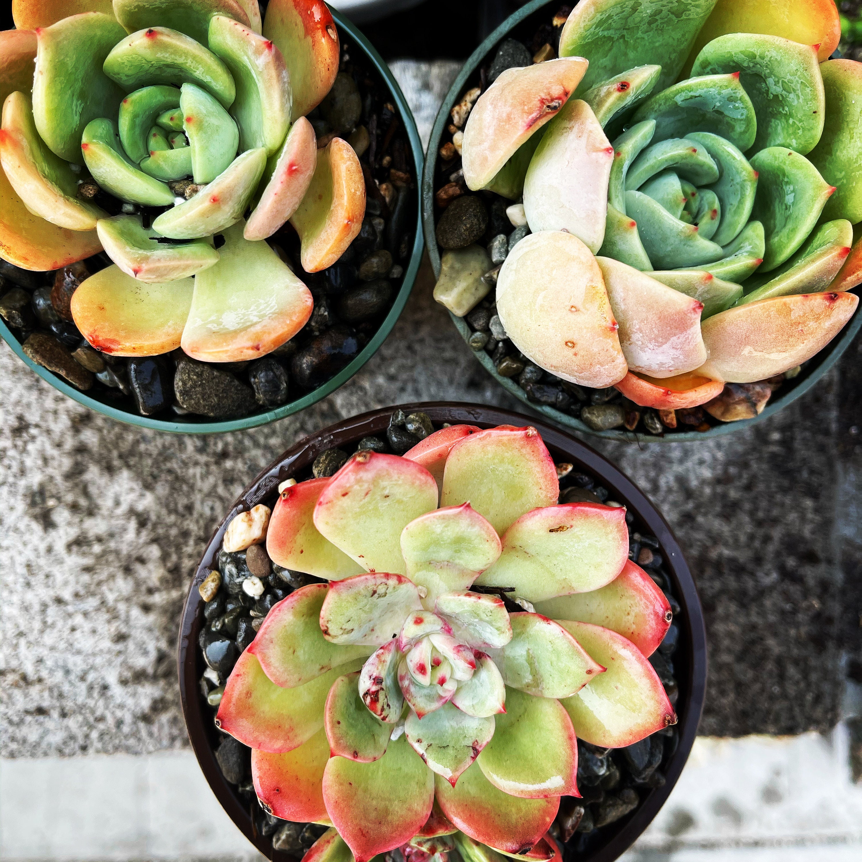 echeveria ブルゾン image_860f3f99-1618-474b-9ae0-