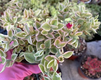 Optenia cordifolia variegata