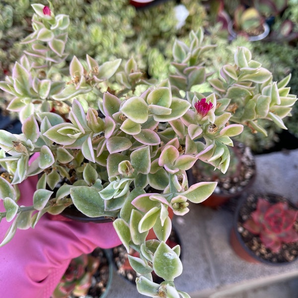 Optenia cordifolia variegata