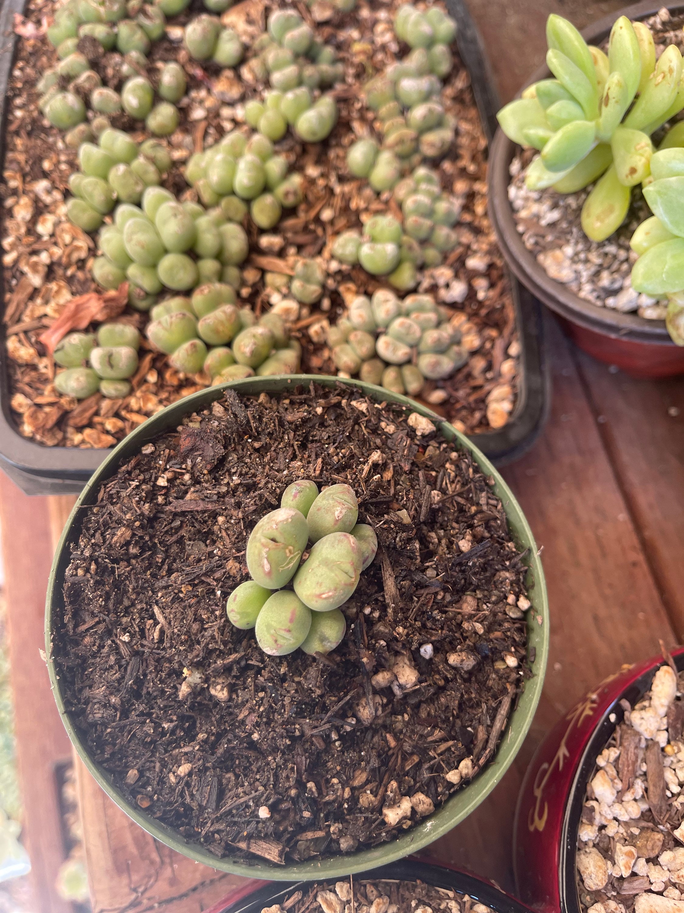 Conophytum pageae - Etsy 日本