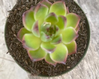 Echeveria moonstone