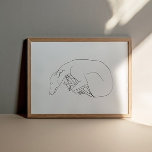 Cocoon Sleep - Sighthound Fine Art Giclee Print - Whippet and Greyhound Sketch