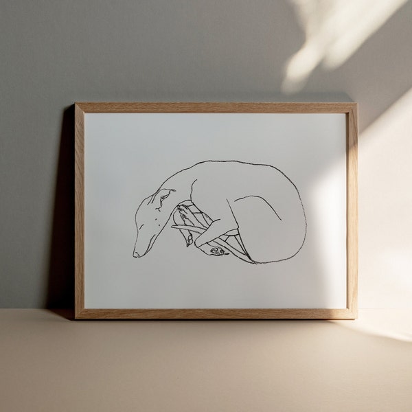 Cocoon Sleep - Sighthound Fine Art Giclee Print - Whippet and Greyhound Sketch