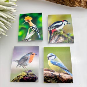 Set di 4 quaderni 3D lenticolare piccolo foglio di copertina con foto oscillante upupa, picchio rosso maggiore, cinciarella, pettirosso, uccelli