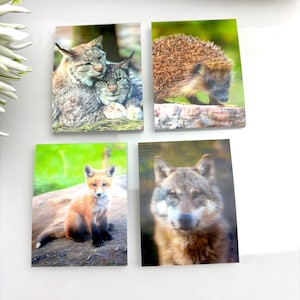 May include: Four rectangular art prints depicting wildlife. The prints show a pair of lynx, a hedgehog, a fox cub, and a wolf. The images have a natural theme with vibrant colours and detailed depictions of the animals.