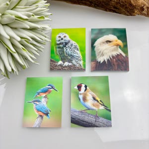 May include: Four small rectangular art prints featuring birds. One print shows a snowy owl, another an eagle, and two prints depict kingfishers and a goldfinch. The prints have a green background.