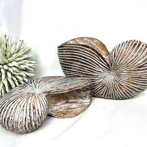 Nautilus aus Holz, in zwei Größen, Holzdeko, Maritime Deko,  Holzfisch, Gartendeko, Dekoration,  Strand, Meer, Muschel, Schnecke,
