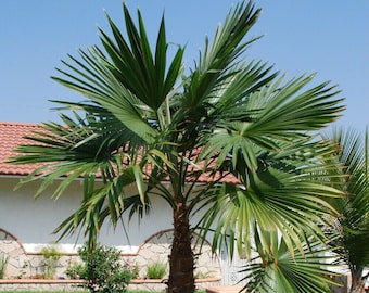 Trachycarpus latisectus - Windamere Palm - 5 Seeds