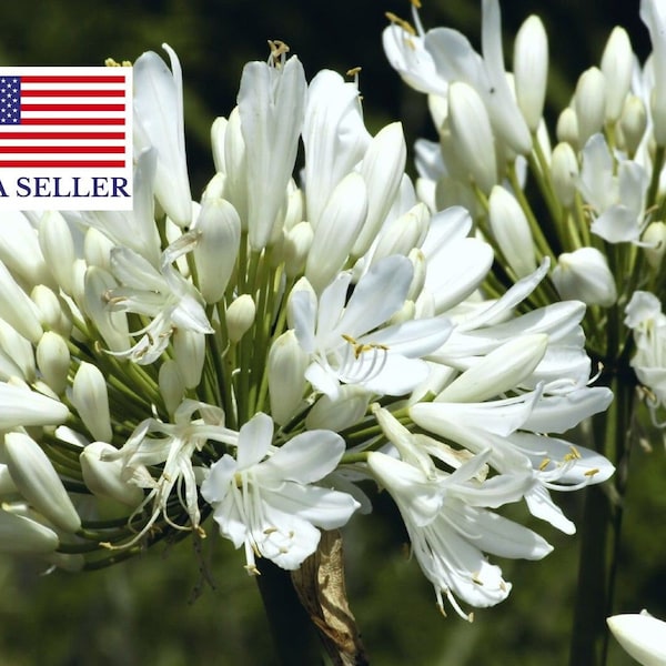 Agapanthus praecox 'Alba' – White Lily of the Nile - 10 Seeds
