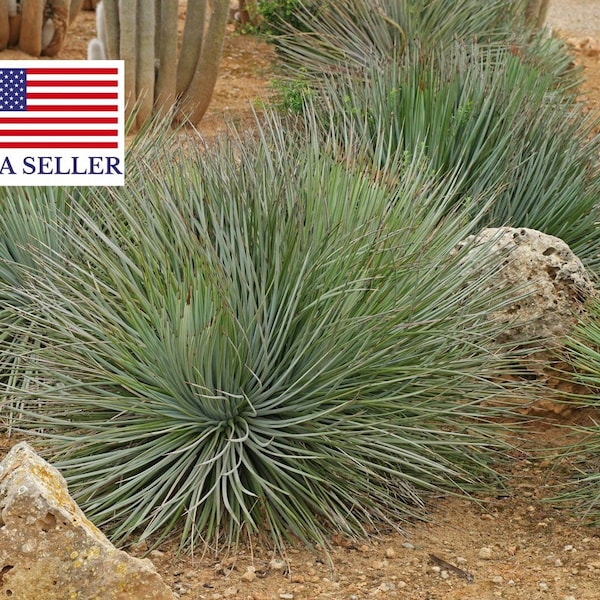 Agave striata subsp. striata – Espadin - Hardy Spiney Succulent - 10 Fresh Seeds