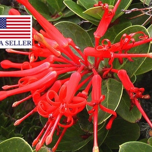 Embothrium coccineum 4 Seeds - Chilean Fire Tree, Flame Flower