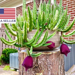 Stapelia leendertziae Black Bells Leendertz's Carrion Flower 10 Seeds image 1