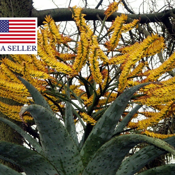 Aloe Marlothii subsp. marlothii – Mountain Aloe - 10 Seeds