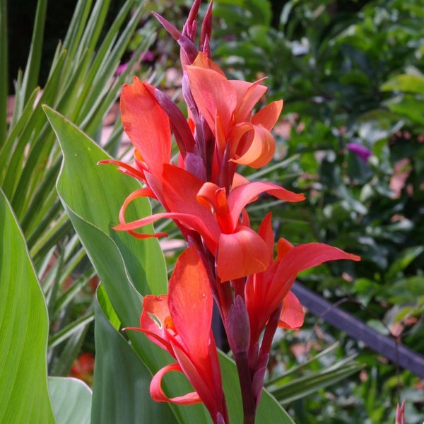 Canna indica / edulis, India Shot Lily, Canna Lily - 10 Seeds