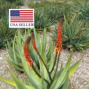 Aloe reitzii - 10 Seeds - Very Rare Succulent - Beautiful Cactus