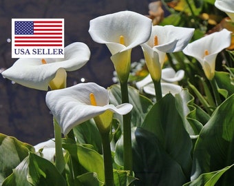 Zantedeschia aethiopica * Lily of the Nile * white Calla Richardia africana 10 Seeds