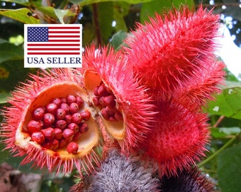 Bixa Orellana - 100 Seeds - Lipstick Tree - Annatto - Urucum Colorau Tree - Achiote - Schmerbals Herbals